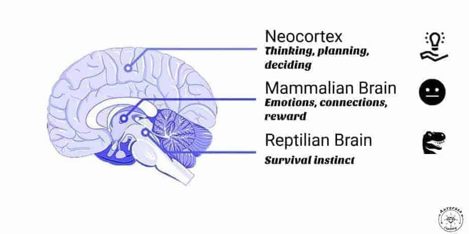 neocortex reptilian brain 